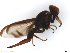  (Anastrepha punensis - BCLDR13E15448)  @11 [ ] CreativeCommons - Attribution (2017) Henry Troya Agrocalidad