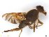  (Anastrepha latilanceola - BCLDR22E16002)  @12 [ ] CreativeCommons - Attribution (2017) Henry Troya Agrocalidad