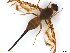  (Anastrepha willei - BCLDR22E161334)  @11 [ ] CreativeCommons - Attribution (2017) Henry Troya Agrocalidad