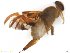  (Anastrepha sp. AGRO6 - BCLDR22E1753_A)  @11 [ ] CreativeCommons - Attribution (2017) Henry Troya Agrocalidad