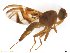  (Anastrepha tsachila - BCLDR23E153564)  @13 [ ] CreativeCommons - Attribution (2017) Henry Troya Agrocalidad