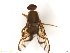  ( - BCRUTA2_B)  @13 [ ] CreativeCommons - Attribution (2017) Henry Troya Agrocalidad