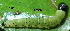  (Dichomeris sp. AAL8402 - USNM ENT 00704583)  @12 [ ] Unspecified (default): All Rights Reserved  Unspecified Unspecified