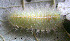  ( - USNM ENT 00704473)  @14 [ ] Unspecified (default): All Rights Reserved  Unspecified Unspecified