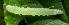  ( - USNM ENT 00704343)  @12 [ ] Unspecified (default): All Rights Reserved  Unspecified Unspecified