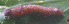  (HerminiinaeGEN sp. AAL8411 - USNM ENT 00704595)  @12 [ ] Unspecified (default): All Rights Reserved  Unspecified Unspecified