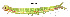  (Pangrapta sp. AAL8321 - USNM ENT 00704323)  @12 [ ] Unspecified (default): All Rights Reserved  Unspecified Unspecified