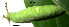  ( - USNM ENT 00704518)  @12 [ ] Unspecified (default): All Rights Reserved  Unspecified Unspecified
