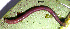  (Chrysocraspeda sp. ABX2199 - USNM ENT 00704404)  @12 [ ] Unspecified (default): All Rights Reserved  Unspecified Unspecified