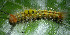  (LymantriinaeGEN sp. AAL8432 - USNM ENT 00704589)  @12 [ ] Unspecified (default): All Rights Reserved  Unspecified Unspecified