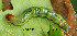  (Omiodes sp. AAL8372 - USNM ENT 00704517)  @12 [ ] Unspecified (default): All Rights Reserved  Unspecified Unspecified