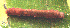  (HerminiinaeGEN sp. ADF7758 - USNM ENT 00704636)  @12 [ ] Unspecified (default): All Rights Reserved  Unspecified Unspecified