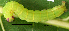  ( - USNM ENT 00704688)  @12 [ ] Unspecified (default): All Rights Reserved  Unspecified Unspecified