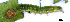  (Cotachena sp. AAL8413 - USNM ENT 00704634)  @12 [ ] Unspecified (default): All Rights Reserved  Unspecified Unspecified