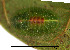  (Syntypistis sp. AAL8430 - USNM ENT 00704575)  @12 [ ] Unspecified (default): All Rights Reserved  Unspecified Unspecified