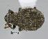  (Phaylomerinthus - GR0073)  @11 [ ] c (2023) Vasily Grebennikov CFIA