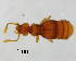  (Pteracmidius - GR0414)  @11 [ ] c (2024) Vasily Grebennikov CFIA