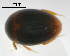  (Neohydnobius - GR0487)  @11 [ ] c (2024) Vasily Grebennikov CFIA