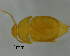  (Leptinus orientamericanus - GR0545)  @11 [ ] c (2024) Vasily Grebennikov CFIA