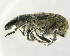  (Cneorhinus - GR0803)  @11 [ ] c (2025) Vasily Grebennikov CFIA