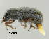  (Aedophronus - GR0806)  @11 [ ] c (2025) Vasily Grebennikov CFIA