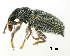  (Stereorhynchus - GR0819)  @11 [ ] c (2025) Vasily Grebennikov CFIA
