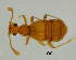  (Enoptostomus - GR0830)  @11 [ ] c (2025) Vasily Grebennikov CFIA