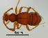  (Acylotyrus - GR0849)  @11 [ ] c (2025) Vasily Grebennikov CFIA
