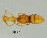  (Iniocyphini - GR0855)  @11 [ ] c (2025) Vasily Grebennikov CFIA