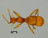  (Amauropini - GR0869)  @11 [ ] c (2025) Vasily Grebennikov CFIA