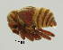  (Hybocephalini - GR0911)  @11 [ ] c (2025) Vasily Grebennikov CFIA