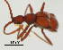  (Pselaphodes - GR0915)  @11 [ ] c (2025) Vasily Grebennikov CFIA
