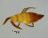  (Typhlopolemon - GR0938)  @11 [ ] c (2025) Vasily Grebennikov CFIA