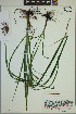  ( - ELB_0239)  @11 [ ] CreativeCommons - Attribution Non-Commercial Share-Alike (2024) Universite de Montreal, L'Herbier Marie-Victorin Universite de Montreal, L'Herbier Marie-Victorin