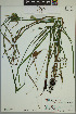  ( - ELB_0243)  @11 [ ] CreativeCommons - Attribution Non-Commercial Share-Alike (2024) Universite de Montreal, L'Herbier Marie-Victorin Universite de Montreal, L'Herbier Marie-Victorin