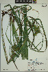 ( - ELB_0249)  @11 [ ] CreativeCommons - Attribution Non-Commercial Share-Alike (2024) Universite de Montreal, L'Herbier Marie-Victorin Universite de Montreal, L'Herbier Marie-Victorin