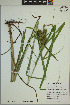  ( - ELB_0076)  @11 [ ] CreativeCommons - Attribution Non-Commercial Share-Alike (2024) Universite de Montreal, L'Herbier Marie-Victorin Universite de Montreal, L'Herbier Marie-Victorin