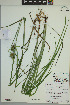  (Carex louisianica - ELB_0110)  @11 [ ] CreativeCommons - Attribution Non-Commercial Share-Alike (2024) Universite de Montreal, L'Herbier Marie-Victorin Universite de Montreal, L'Herbier Marie-Victorin