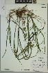  (Carex gigantea - ELB_0111)  @11 [ ] CreativeCommons - Attribution Non-Commercial Share-Alike (2024) Universite de Montreal, L'Herbier Marie-Victorin Universite de Montreal, L'Herbier Marie-Victorin