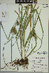  (Carex lupuliformis - ELB_0113)  @11 [ ] CreativeCommons - Attribution Non-Commercial Share-Alike (2024) Universite de Montreal, L'Herbier Marie-Victorin Universite de Montreal, L'Herbier Marie-Victorin