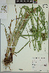  ( - ELB_0114)  @11 [ ] CreativeCommons - Attribution Non-Commercial Share-Alike (2024) Universite de Montreal, L'Herbier Marie-Victorin Universite de Montreal, L'Herbier Marie-Victorin