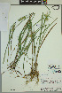  (Carex gator - ELB_0159)  @11 [ ] CreativeCommons - Attribution Non-Commercial Share-Alike (2024) Universite de Montreal, L'Herbier Marie-Victorin Universite de Montreal, L'Herbier Marie-Victorin