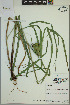  ( - ELB_0162)  @11 [ ] CreativeCommons - Attribution Non-Commercial Share-Alike (2024) Universite de Montreal, L'Herbier Marie-Victorin Universite de Montreal, L'Herbier Marie-Victorin