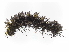  ( - BIOUG85283-H09)  @11 [ ] CreativeCommons - Attribution (2022) CBG Photography Group Centre for Biodiversity Genomics