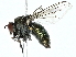  ( - BIOUG85284-G05)  @11 [ ] CreativeCommons - Attribution (2022) CBG Photography Group Centre for Biodiversity Genomics