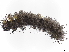  ( - BIOUG97717-F11)  @11 [ ] CreativeCommons - Attribution Non-Commercial Share-Alike (2023) CBG Photography Group Centre for Biodiversity Genomics
