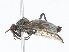  ( - CBG-A10828-A06)  @11 [ ] CreativeCommons - Attribution Share-Alike (2023) CBG Photography Group Centre for Biodiversity Genomics