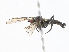  ( - CBG-A10828-A07)  @11 [ ] CreativeCommons - Attribution Share-Alike (2023) CBG Photography Group Centre for Biodiversity Genomics