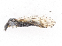  ( - CBG-A13289-H02)  @11 [ ] CreativeCommons - Attribution Share-Alike (2023) CBG Photography Group Centre for Biodiversity Genomics