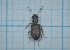  ( - Carabidae 033)  @11 [ ] CreativeCommons  Attribution Share-Alike (2021) Lucija Seric Jelaska University of Zagreb, Faculty of Science, Department of Biology